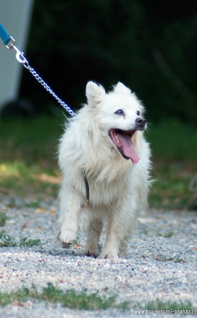Doggo - Hlídání a venčení psů Doggo - Hlídání a venčení psů